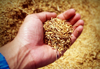 wheat germ wheat germ