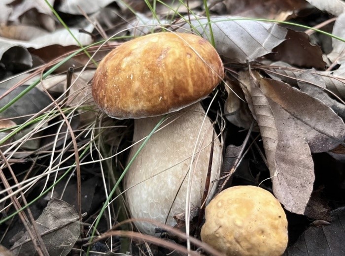 mushroom mushroom